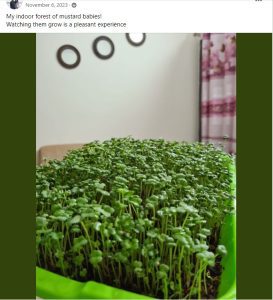 Beautiful Experience of Growing Microgreens at home