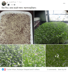 Growing Microgreens at Home in Bangladesh