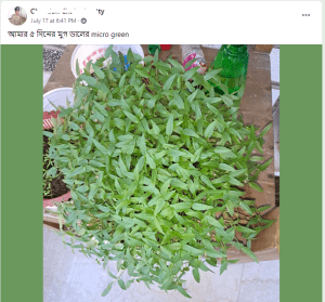 Growing Moong Microgreens within 5 Days in Bangladesh
