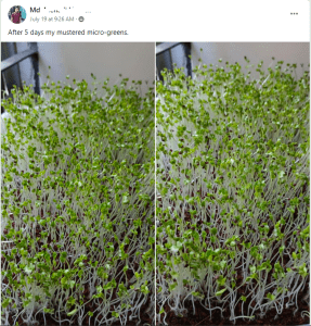 Growing Mustered Microgreens at Home in Bangladesh