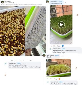 How Water and Plant helps people to grow Microgreens