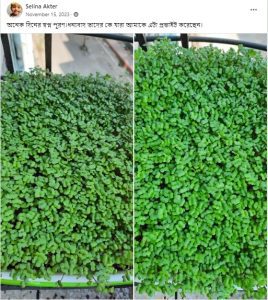 Microgreens Dream comes True by Water&Plant