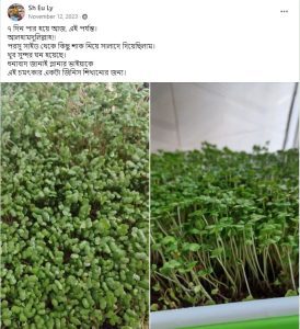 Microgreens after 7 Days Very nice experience by Water and Plant
