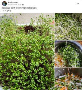 Tasty Musterd Microgreens by Water&PLant