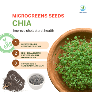 Non-GMO Chia Microgreens Seeds