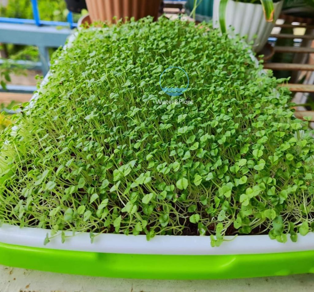 What are Microgreens by Water&Plant