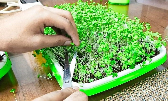 About Microgreens