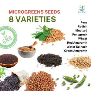 Microgreens Seed Price in Bangladesh