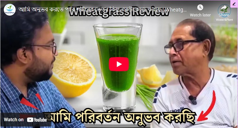 Wheatgrass - Shwapan